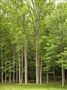 AK - Fence and Forrest